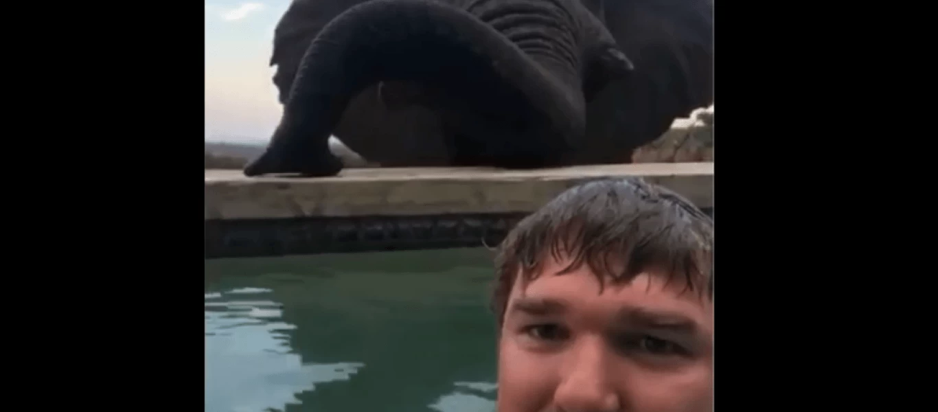 Άνθρωπος και ελέφαντας «αράζουν» στην ίδια πισίνα (φωτο)